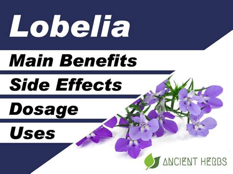 lobelia benefits and side effects.